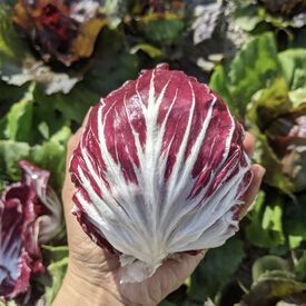 Red Verona Radicchio, Chicory